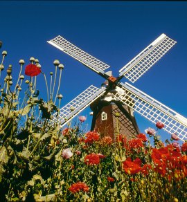 Windmühle im Mohnfeld