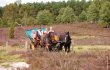&copy; Lüneburger Heide GmbH