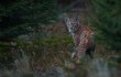 © Rainer Simonis/Nationalpark Bayerischer Wald