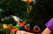 &copy; Weltvogelpark Walsrode