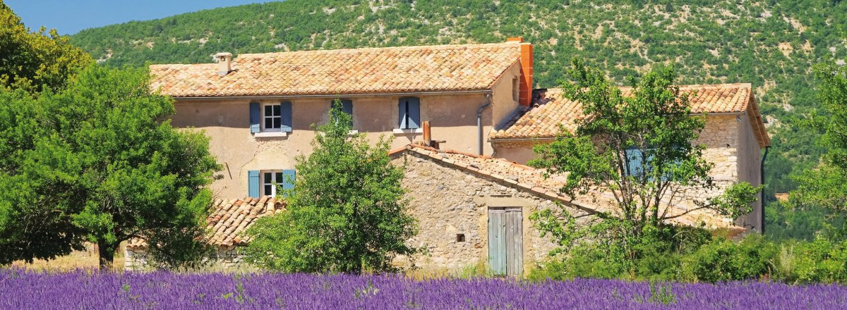Lavendelfeld in der Provence &copy; LianeM-stock.adobe.com