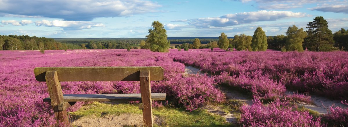 Lüneburger Heide © BVpix-stock.adobe.com