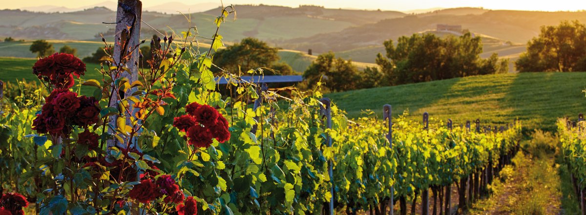 Weinberge in der Toskana © ZoomTeam-fotolia.com