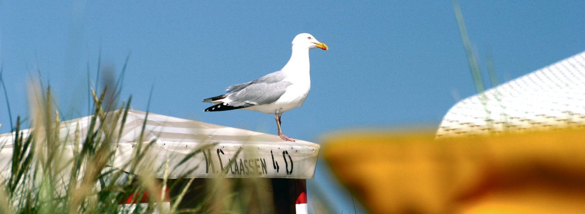 Möwenrast auf einem Strandkorb © Borkum Marketing