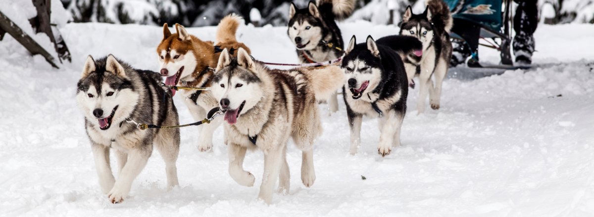 Schlittenhunde © Melinda Nagy - stock.adobe.com