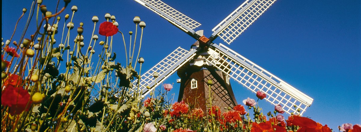 Windmühle im Mohnfeld