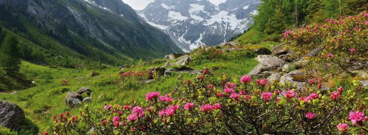 Almrosenblüte &copy; by paul-fotolia.com