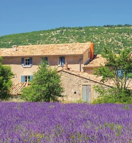 Lavendelfeld in der Provence &copy; LianeM-stock.adobe.com
