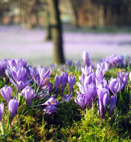 Krokusblüte in Husum