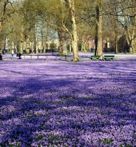 Krokusblüte in Husum